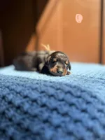Arlo(Tan collar), a male Doberman Pinscher for sale in Hurdle Mills, NC – Photo 1 of 2