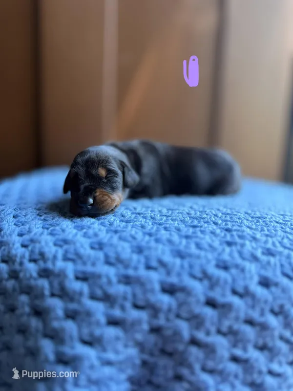 Adelaide(Lavender collar) – Doberman Pinscher puppy for sale in Hurdle Mills, NC