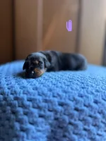 Adelaide(Lavender collar), a female Doberman Pinscher for sale in Hurdle Mills, NC – Photo 1 of 2