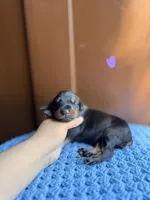 Adelaide(Lavender collar), a female Doberman Pinscher for sale in Hurdle Mills, NC – Photo 2 of 2