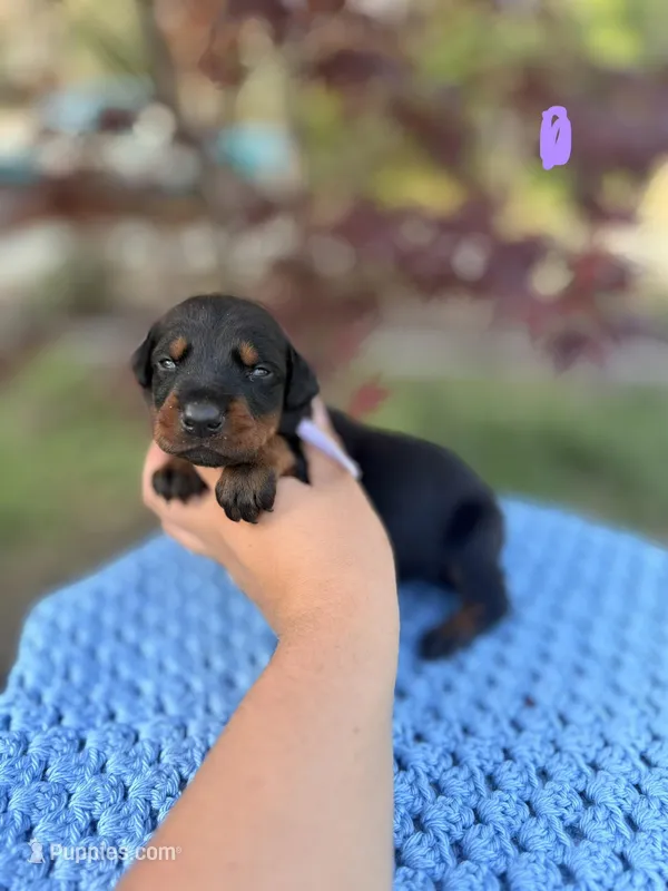 Adelaide(Lavender collar) – Doberman Pinscher puppy for sale in Hurdle Mills, NC