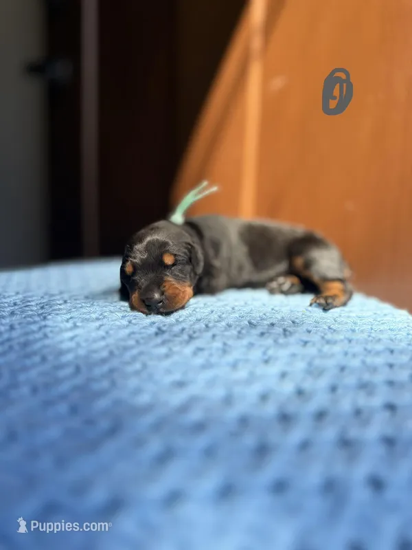 Pearl(Grey collar), a female Doberman Pinscher for sale in Hurdle Mills, NC – Photo 1 of 2