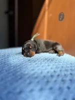 Pearl(Grey collar), a female Doberman Pinscher for sale in Hurdle Mills, NC – Photo 1 of 2