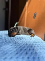 Pearl(Grey collar), a female Doberman Pinscher for sale in Hurdle Mills, NC – Photo 2 of 2