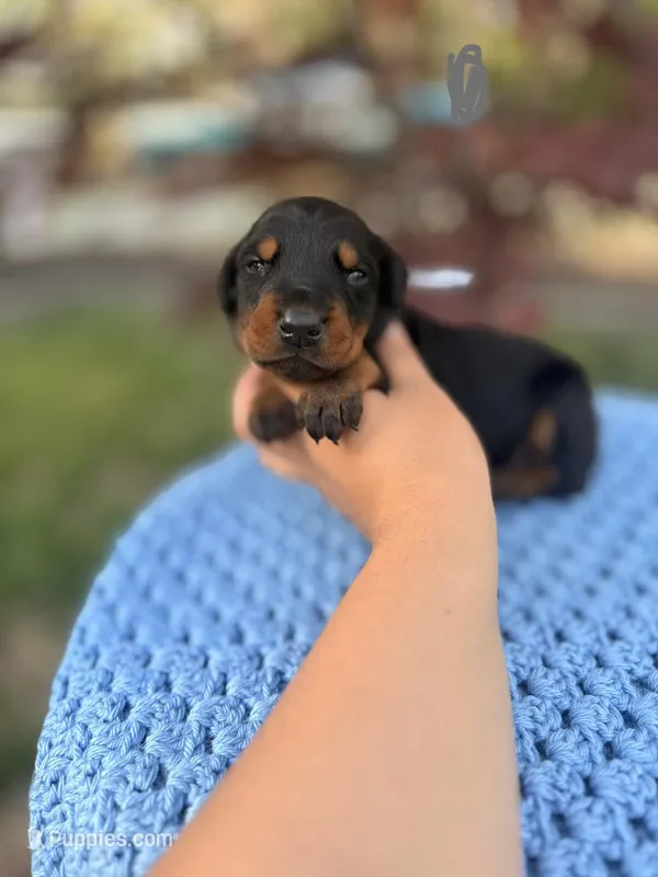 Pearl(Grey collar) – Doberman Pinscher puppy for sale in Hurdle Mills, NC