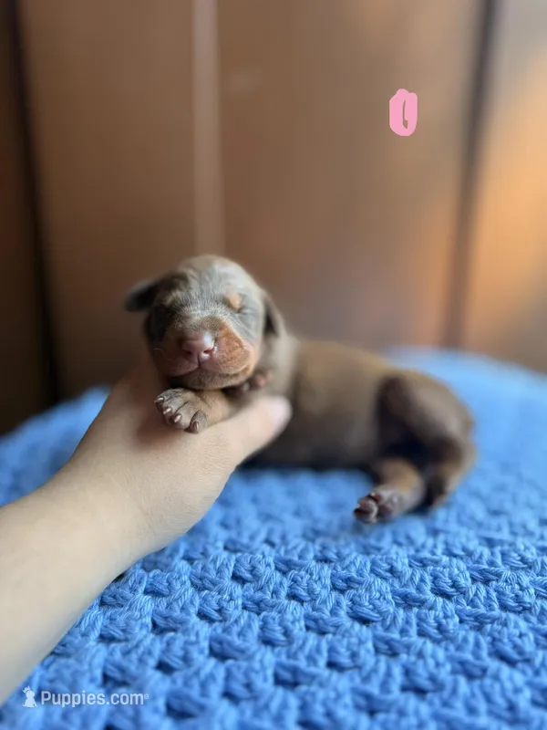 Mabel(Light Pink) – Doberman Pinscher puppy for sale in Hurdle Mills, NC