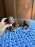 Mabel(Light Pink), a female Doberman Pinscher for sale in Hurdle Mills, NC – Photo 2 of 2
