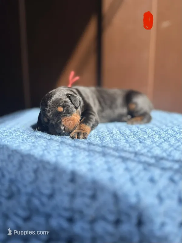 Jagger(Red Collar) – Doberman Pinscher puppy for sale in Hurdle Mills, NC