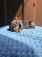 Jagger(Red Collar), a male Doberman Pinscher for sale in Hurdle Mills, NC – Photo 1 of 2