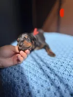Jagger(Red Collar), a male Doberman Pinscher for sale in Hurdle Mills, NC – Photo 2 of 2