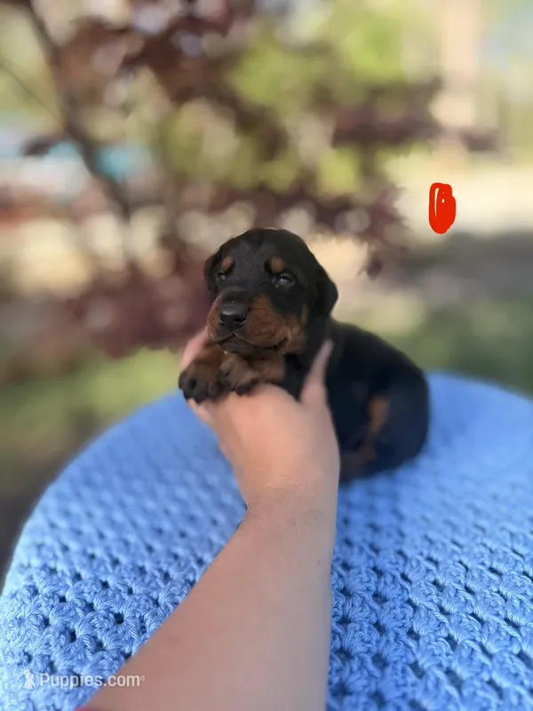 Jagger(Red Collar) – Doberman Pinscher puppy for sale in Hurdle Mills, NC