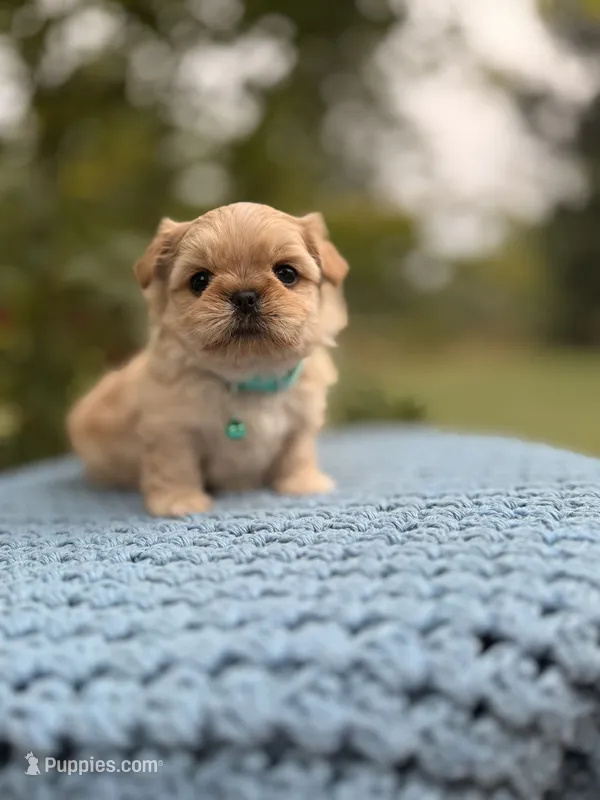 Bowie – Shih Tzu puppy for sale in Hurdle Mills, NC