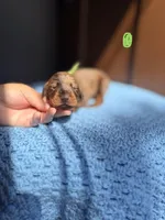 Blaze(Green Collar), a male Doberman Pinscher for sale in Hurdle Mills, NC – Photo 2 of 2