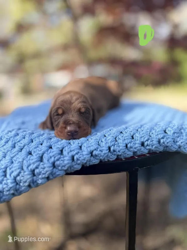 Blaze(Green Collar) – Doberman Pinscher puppy for sale in Hurdle Mills, NC