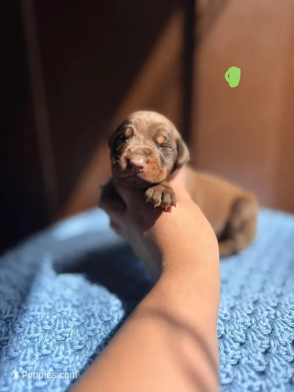 Blaze(Green Collar) – Doberman Pinscher puppy for sale in Hurdle Mills, NC