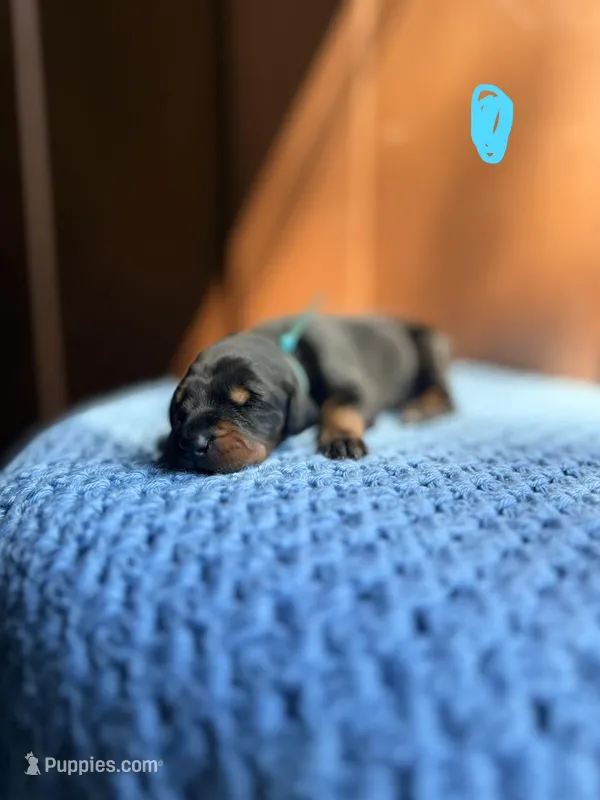 London(Blue Collar) – Doberman Pinscher puppy for sale in Hurdle Mills, NC