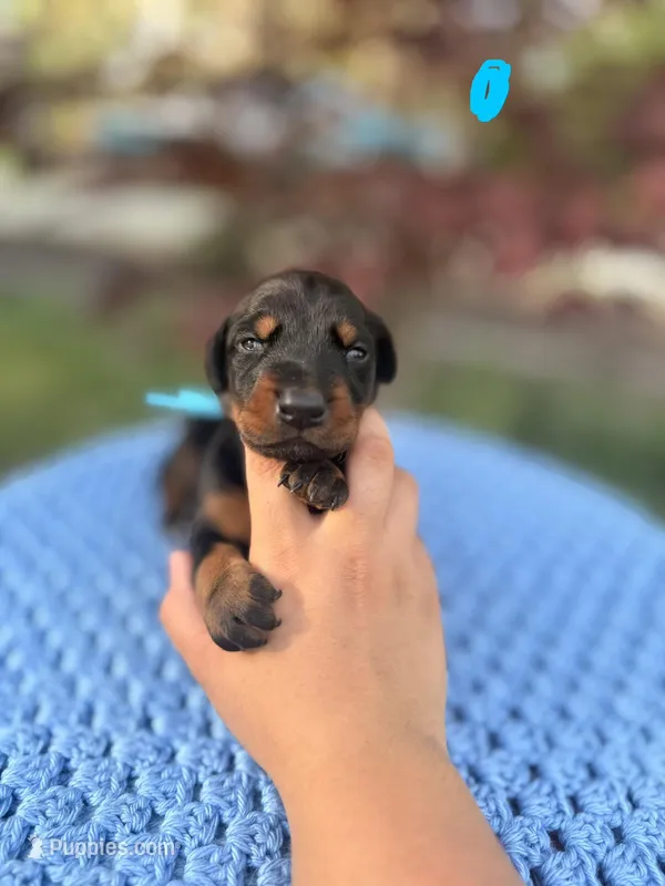 London(Blue Collar) – Doberman Pinscher puppy for sale in Hurdle Mills, NC