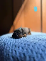 London(Blue Collar), a female Doberman Pinscher for sale in Hurdle Mills, NC – Photo 2 of 2