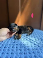 Ruby(Pink collar), a female Doberman Pinscher for sale in Hurdle Mills, NC – Photo 2 of 2