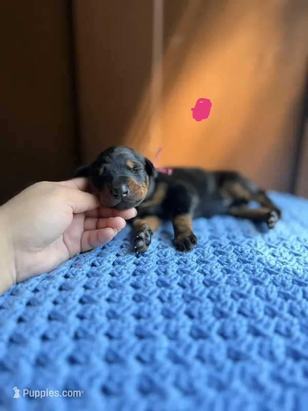 Ruby(Pink collar) – Doberman Pinscher puppy for sale in Hurdle Mills, NC