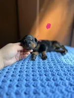Ruby(Pink collar), a female Doberman Pinscher for sale in Hurdle Mills, NC – Photo 1 of 2