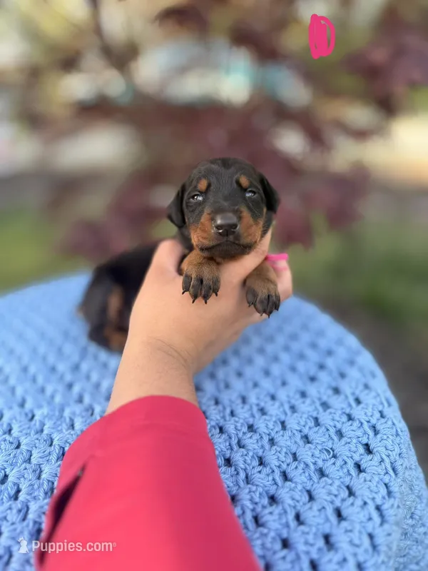Ruby(Pink collar) – Doberman Pinscher puppy for sale in Hurdle Mills, NC