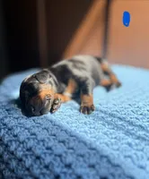 Storm(Dark Blue), a male Doberman Pinscher for sale in Hurdle Mills, NC – Photo 2 of 2