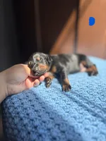 Storm(Dark Blue), a male Doberman Pinscher for sale in Hurdle Mills, NC – Photo 1 of 2