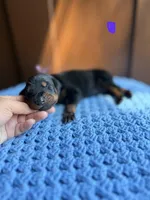 Astro(Purple collar), a male Doberman Pinscher for sale in Hurdle Mills, NC – Photo 2 of 2