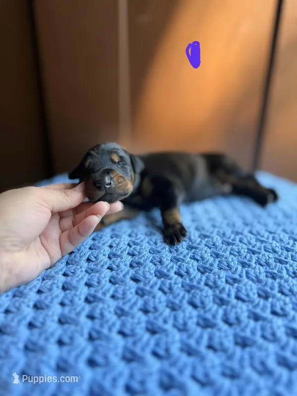 Astro(Purple collar) – Doberman Pinscher puppy for sale in Hurdle Mills, NC