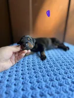 Astro(Purple collar), a male Doberman Pinscher for sale in Hurdle Mills, NC – Photo 1 of 2