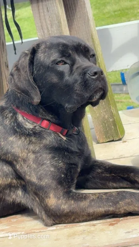 Stella – Cane Corso puppy for sale in Heath, OH
