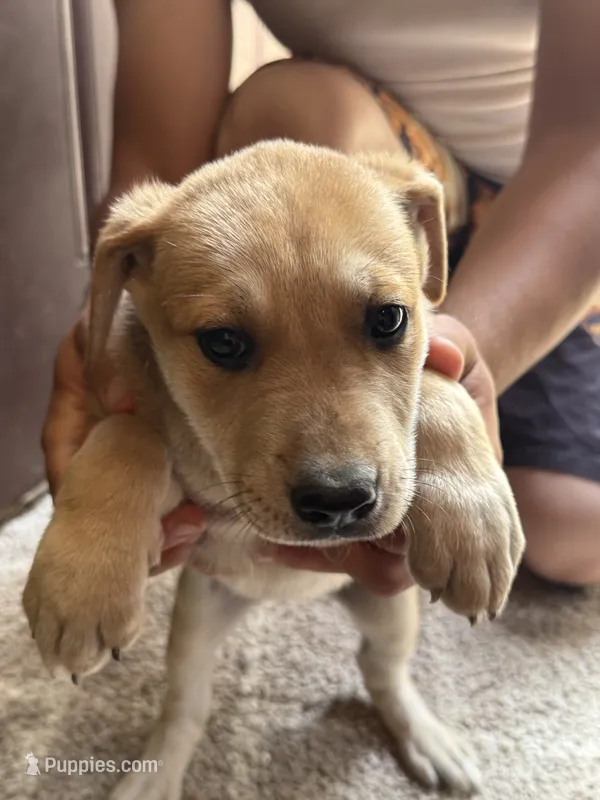 Doggo  – German Shepherd Dog, American Pit Bull Terrier puppy for sale in Allegan, MI
