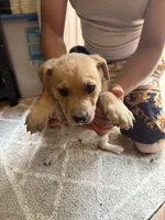 Doggo , a female German Shepherd Dog and American Pit Bull Terrier for sale in Allegan, MI – 6 of 9