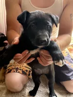Doggo , a female German Shepherd Dog and American Pit Bull Terrier for sale in Allegan, MI – 2 of 9