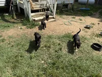 Doggo , a female German Shepherd Dog and American Pit Bull Terrier for sale in Allegan, MI – 8 of 9