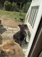Doggo , a female German Shepherd Dog and American Pit Bull Terrier for sale in Allegan, MI – 3 of 9
