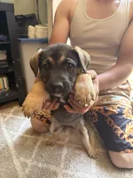 Doggo , a female German Shepherd Dog and American Pit Bull Terrier for sale in Allegan, MI – 7 of 9