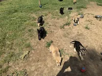 Doggo , a female German Shepherd Dog and American Pit Bull Terrier for sale in Allegan, MI – 9 of 9