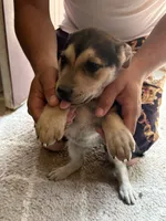 Doggo , a female German Shepherd Dog and American Pit Bull Terrier for sale in Allegan, MI – 5 of 9