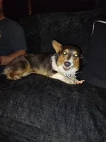Lux, a female Pembroke Welsh Corgi for sale in Chippewa Falls, WI – 4 of 7