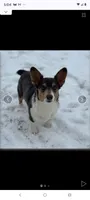 Lux, a female Pembroke Welsh Corgi for sale in Chippewa Falls, WI – 2 of 7