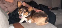 Lux, a female Pembroke Welsh Corgi for sale in Chippewa Falls, WI – 6 of 7