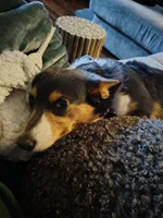 Lux, a female Pembroke Welsh Corgi for sale in Chippewa Falls, WI – 3 of 7