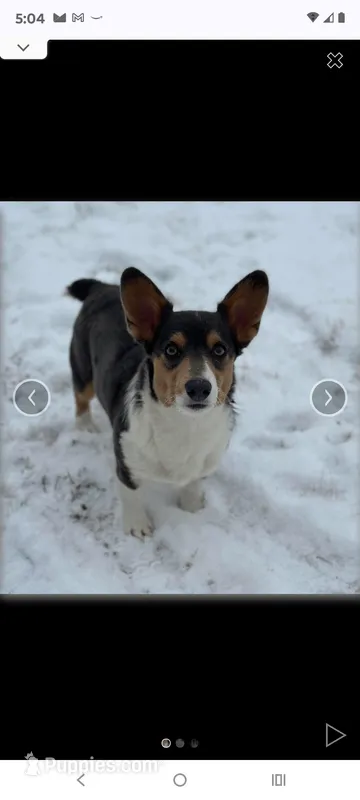 Lux – Pembroke Welsh Corgi puppy for sale in Chippewa Falls, WI