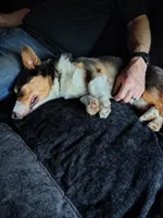 Lux, a female Pembroke Welsh Corgi for sale in Chippewa Falls, WI – 5 of 7