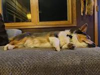 Lux, a female Pembroke Welsh Corgi for sale in Chippewa Falls, WI – 7 of 7