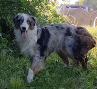 Slim Shady, a male Australian Shepherd for sale in Browerville, MN – 2 of 7