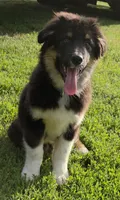 Junior, a male Australian Shepherd for sale in Browerville, MN – 2 of 3