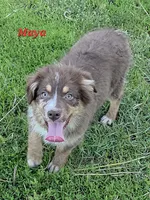 Maya, a female Australian Shepherd for sale in Browerville, MN – 3 of 3